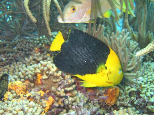 poisson ange tricolore Holacanthus tricolor 2.JPG